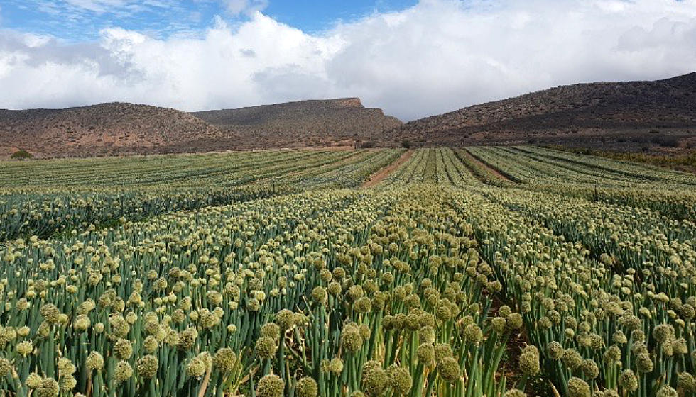 Bunching Onion