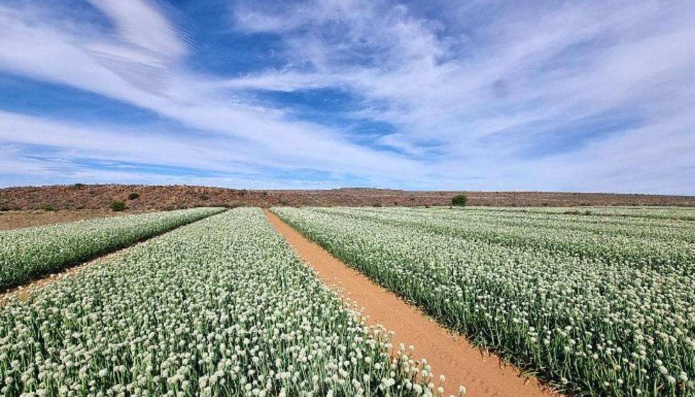 Bunching Onion