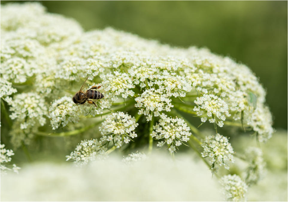 meal-kit-5 Bees on carrot flower