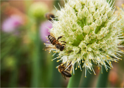 Bees on flower for pollination