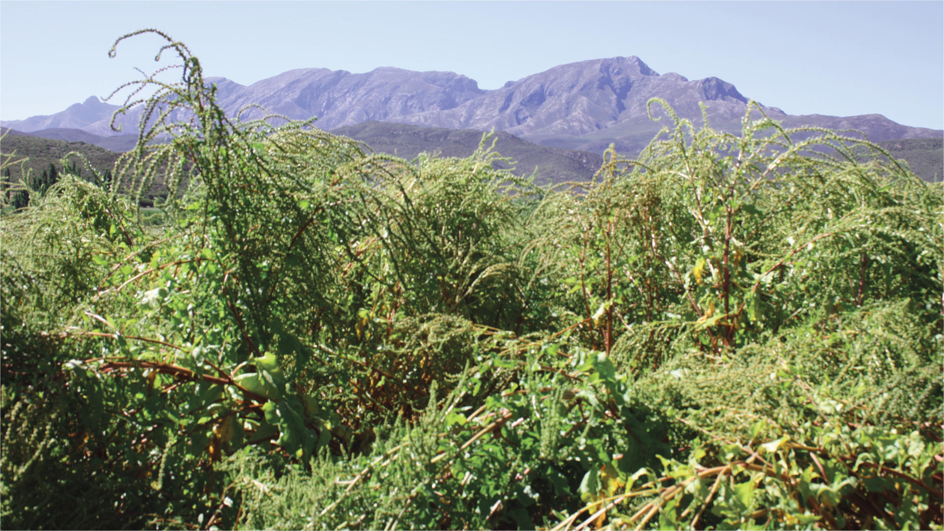 Beetroot with mountains in background