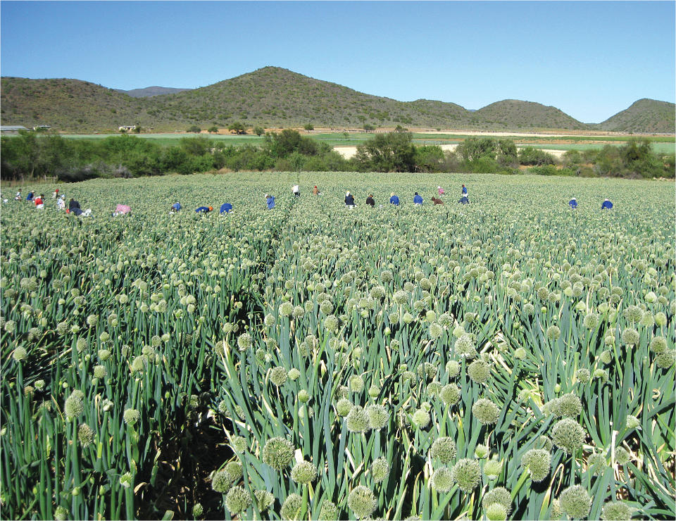 meal-kit-5 Bunching Onion umbels harvesting