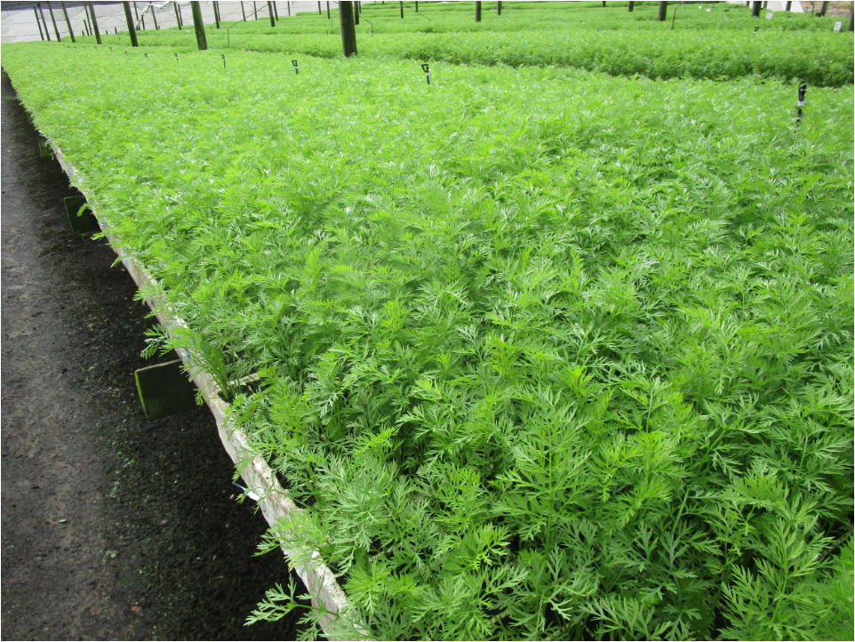 Carrots in open-field