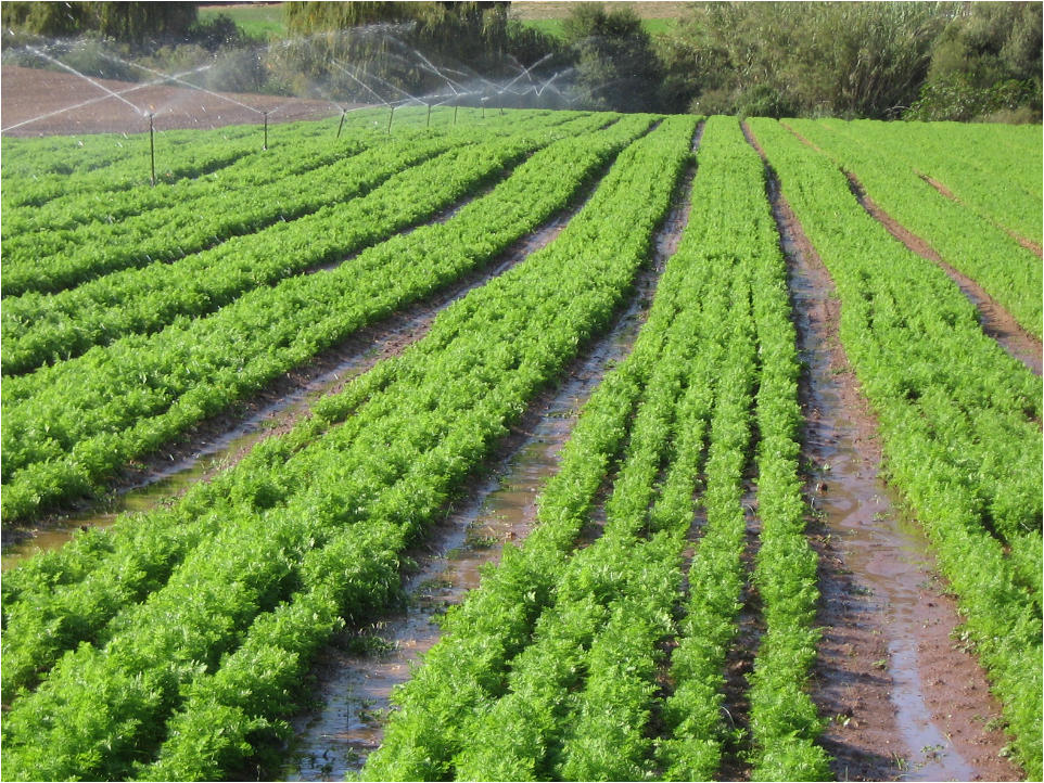 Carrots in open-field