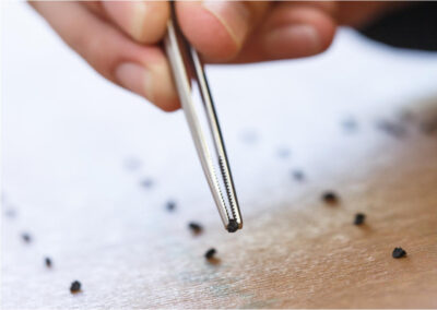 Close-up seed inspection with tweezers