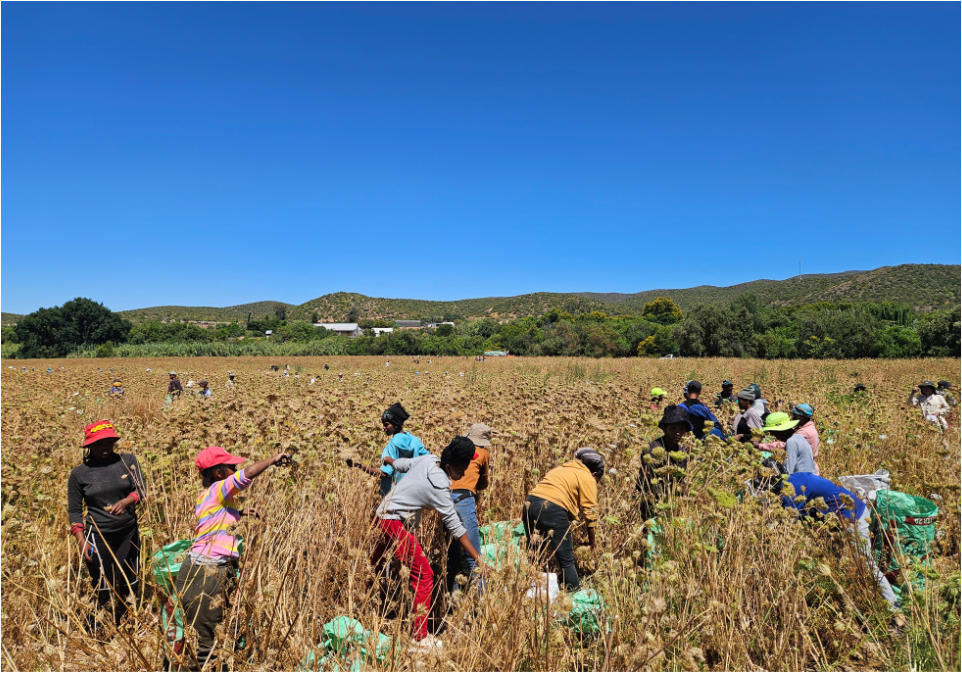 Harvesting of umbels