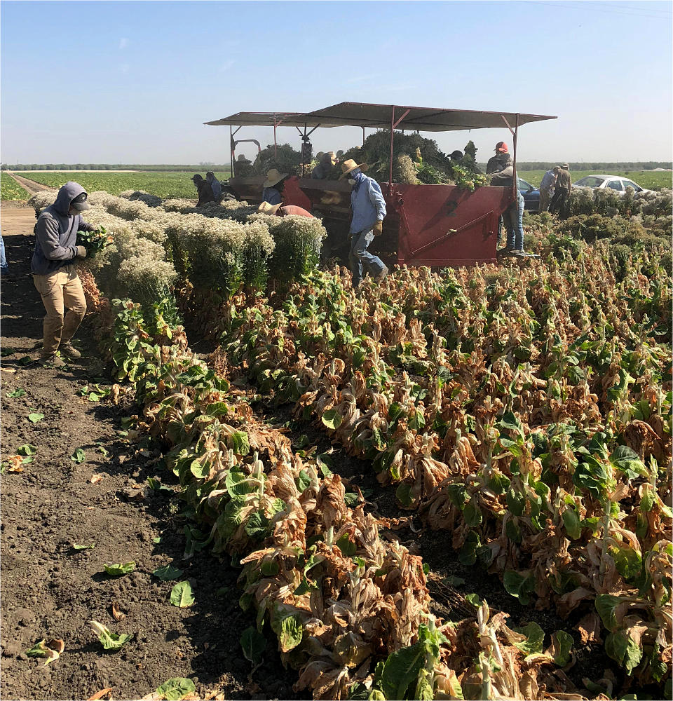 meal-kit-5 Lettuce harvesting
