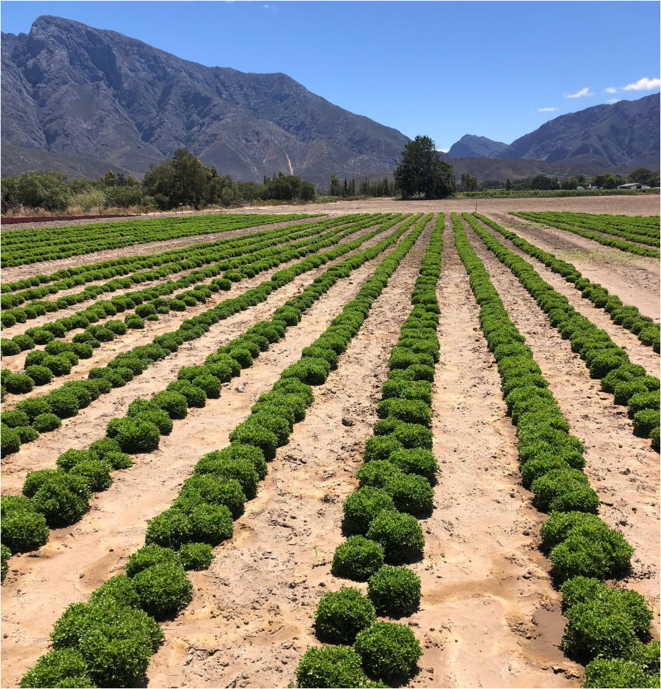 Lettuce in growing phase with mountain in background