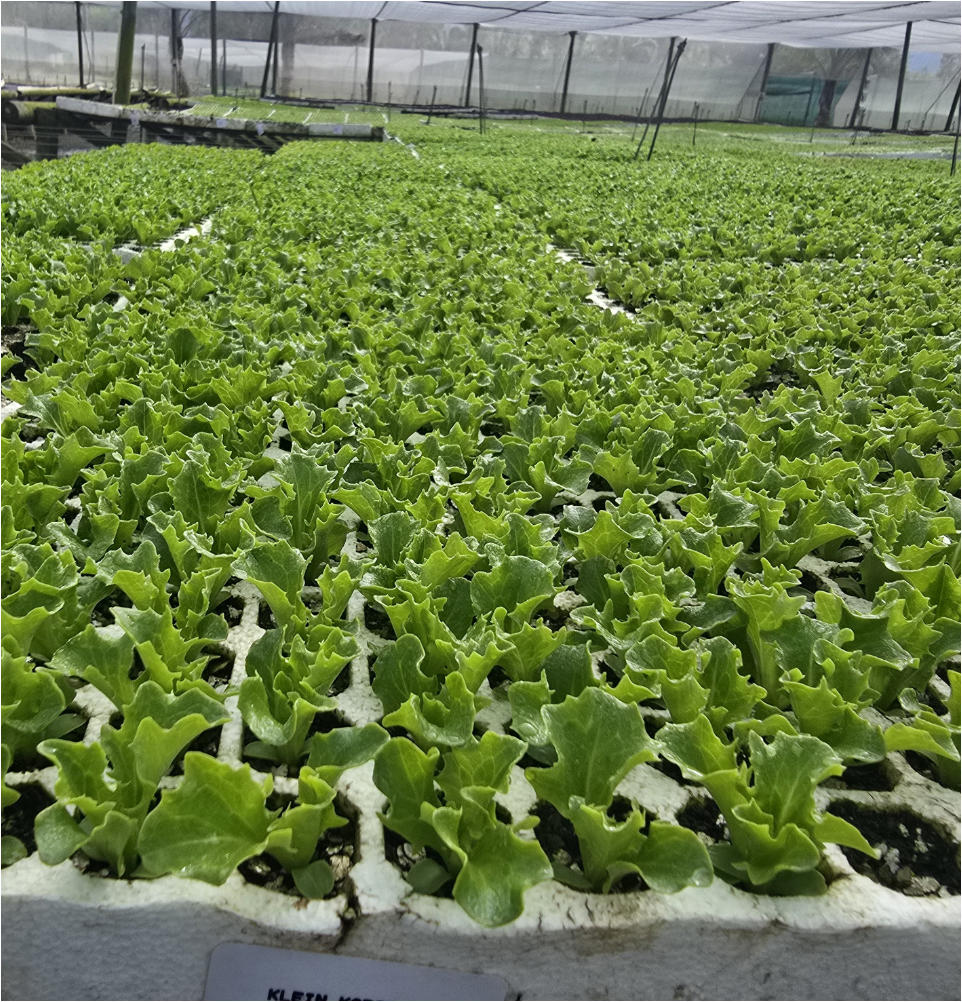 Lettuce in nursery close-up