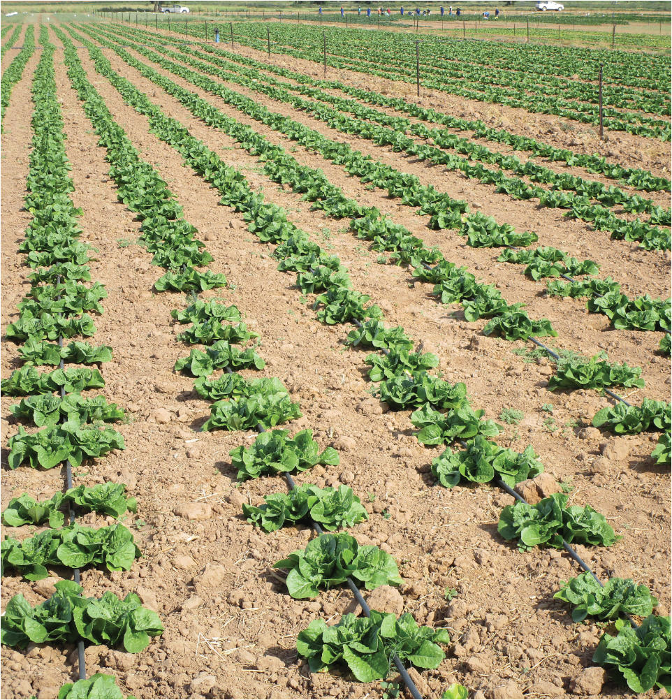 Lettuce in open-field