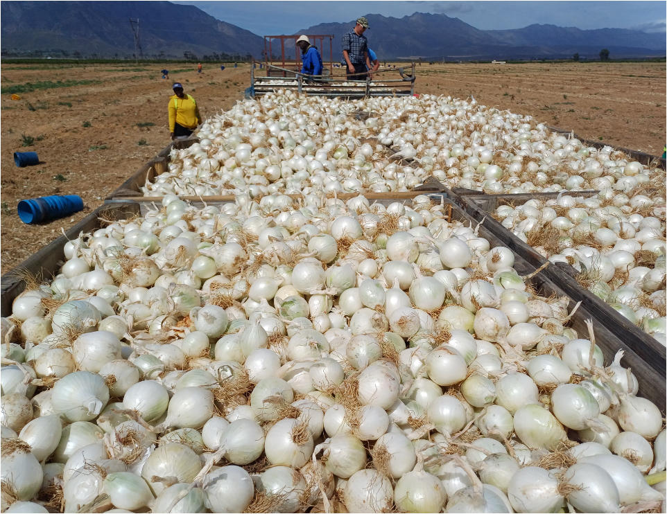 meal-kit-8 Onion Bulbs harvested