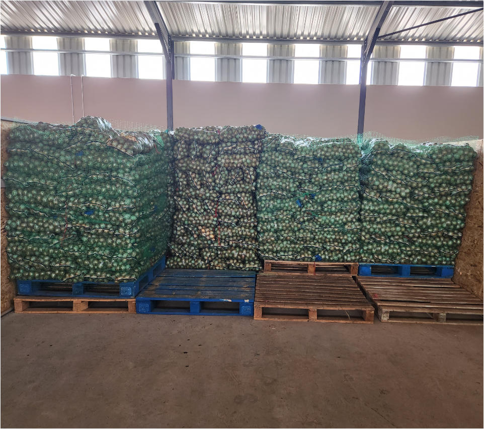 Onion Bulbs placed in storage Onion Bulbs placed in storage