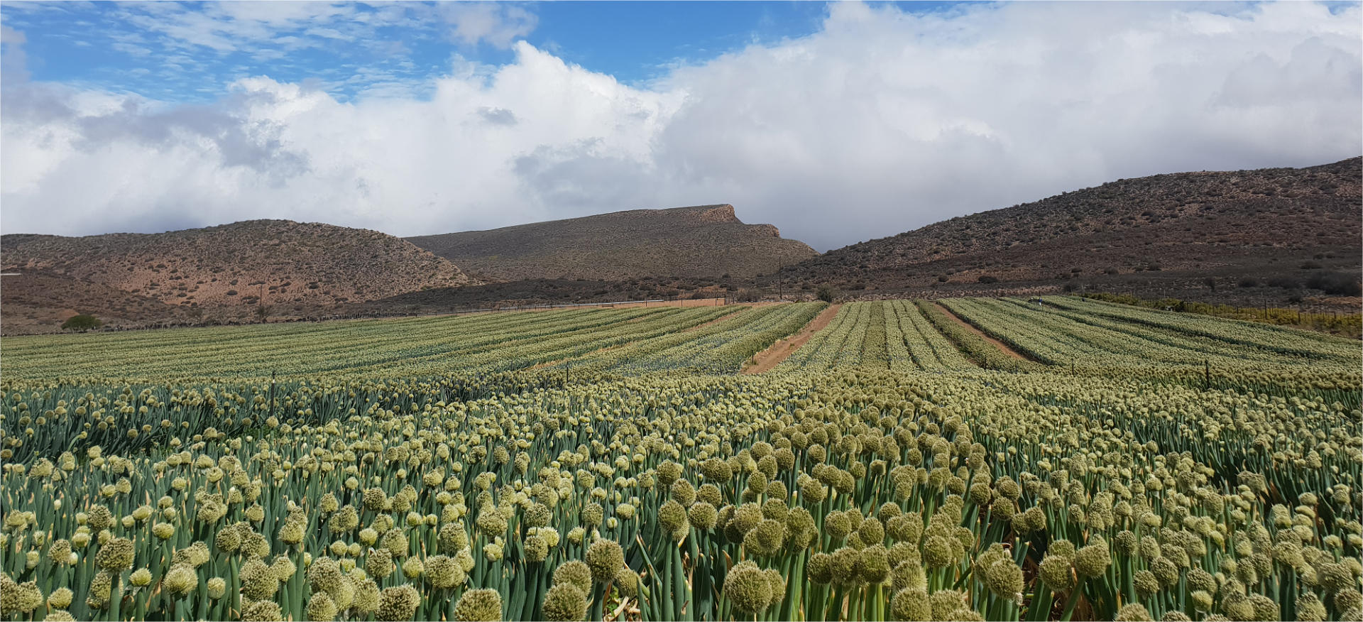 Onion crop with partly cloudy sky
