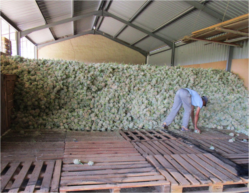 meal-kit-8 Onion umbels being placed on forced wind