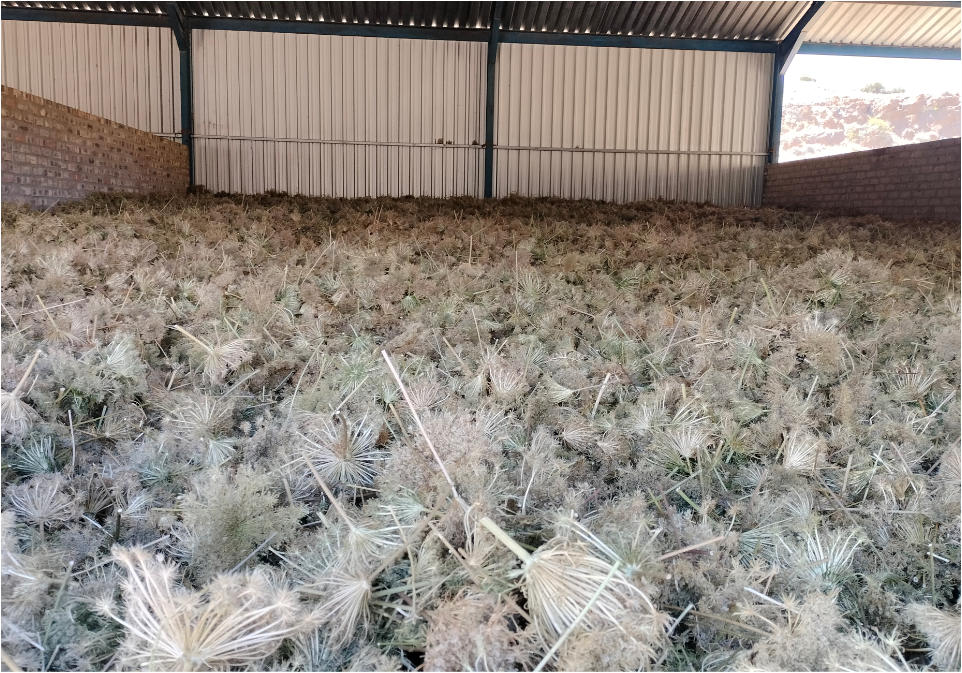 Umbels drying
